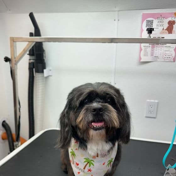 A black and tan shih tzu in a palm-tree bandana sitting on the grooming table at Bark and Bork.