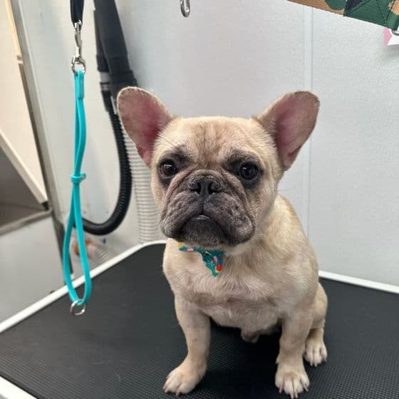 A cream French bulldog on the grooming table at Bark and Bork.
