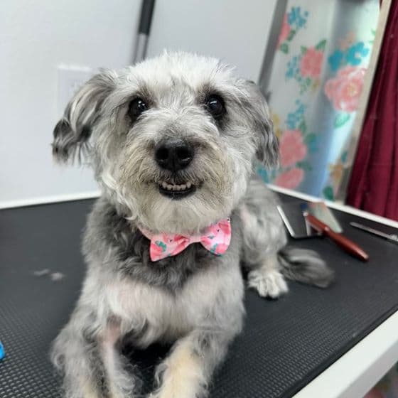 A small grey terrier mix with a pink bow tie, just groomed, lying on the table at Bark and Bork.