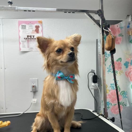 A long-haired tan chihuahua in a blue bow tie sitting on the grooming table at Bark and Bork.