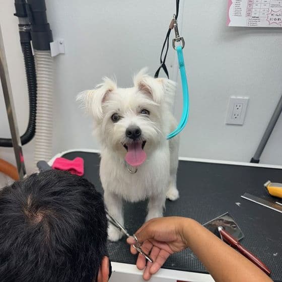 A groomer at Bark and Bork finishing a small white dog with scissors; the dog is looking at the camera with its tongue out.
