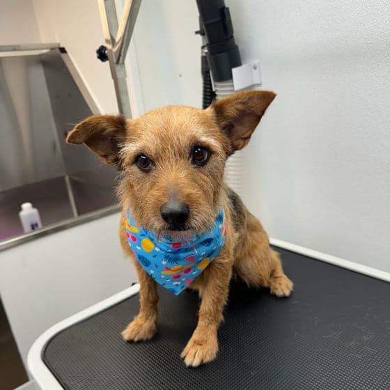 A tan terrier in a bright bandana sitting on the grooming table at Bark and Bork.
