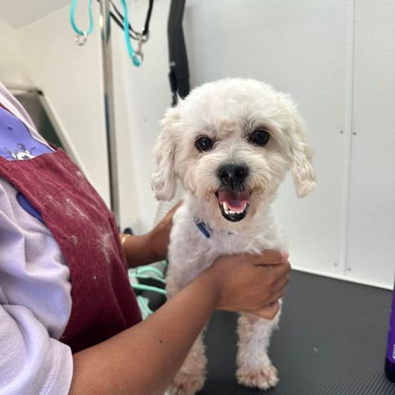 A groomer's hands steadying a fluffy white dog on the table at Bark and Bork; the dog is mid-smile.