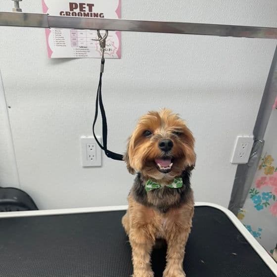 A yorkie with a fresh trim and a green bow tie on the grooming table at Bark and Bork.