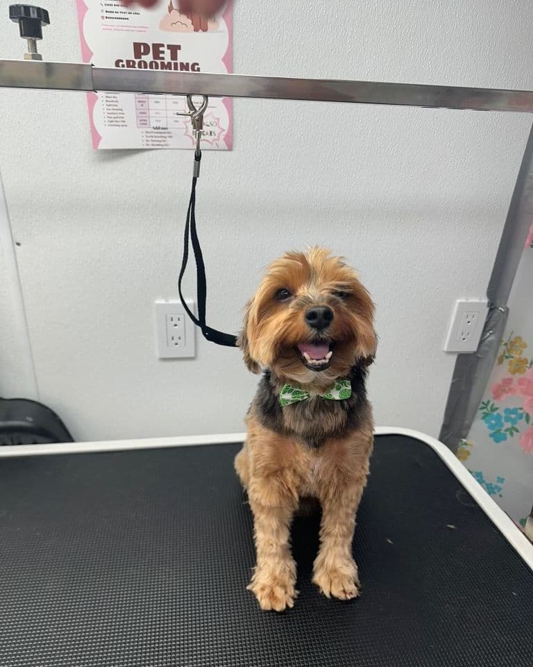 A yorkie with a fresh trim and a green bow tie on the grooming table at Bark and Bork.