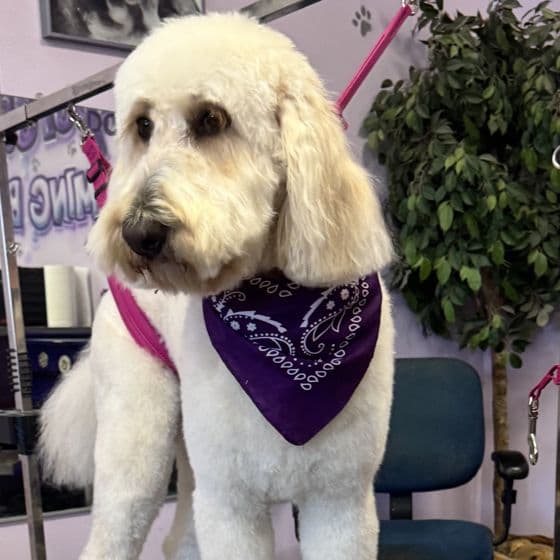 A freshly groomed cream doodle in a purple bandana standing on the grooming table at Pampered Puppies.