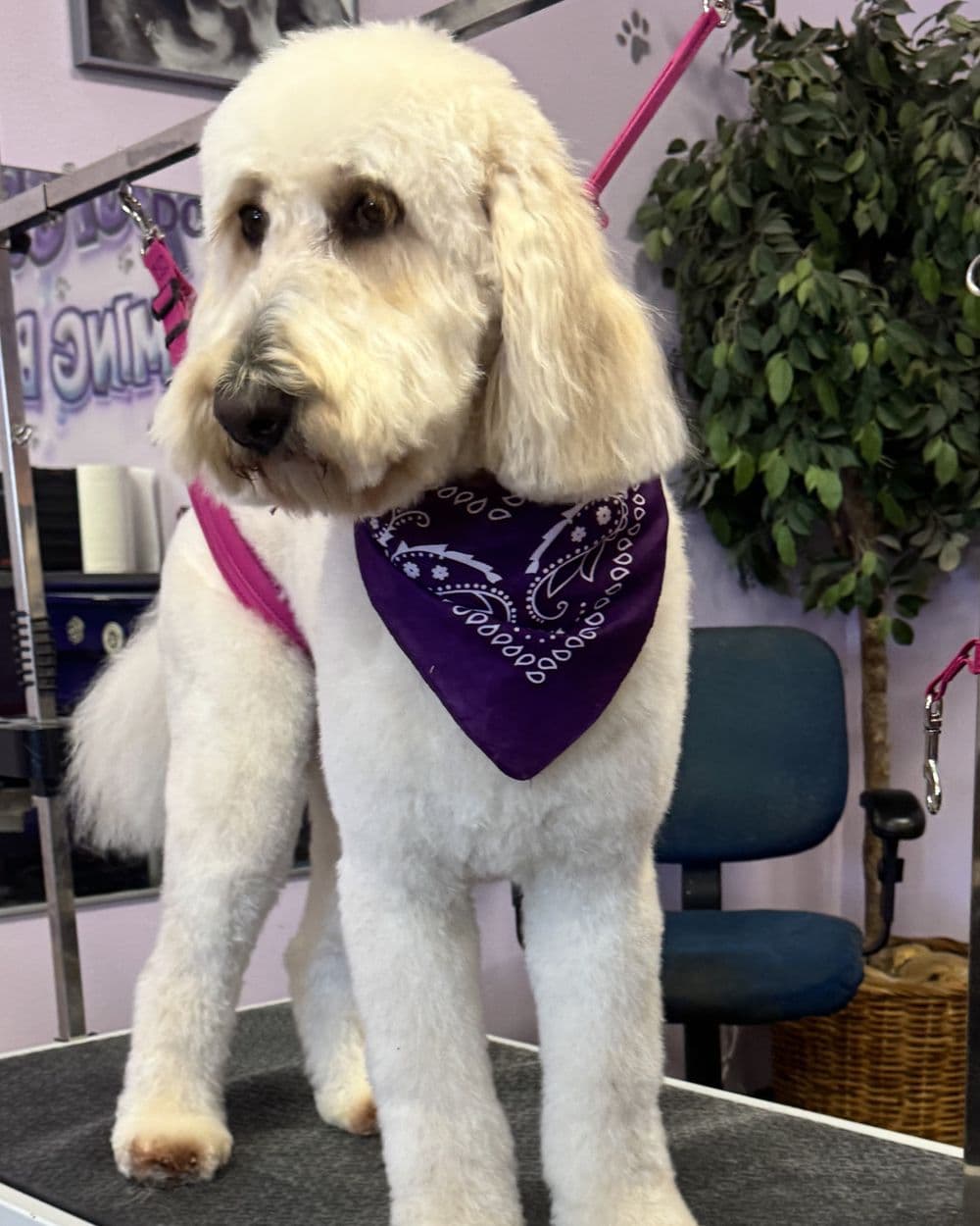 A freshly groomed cream doodle in a purple bandana standing on the grooming table at Pampered Puppies.