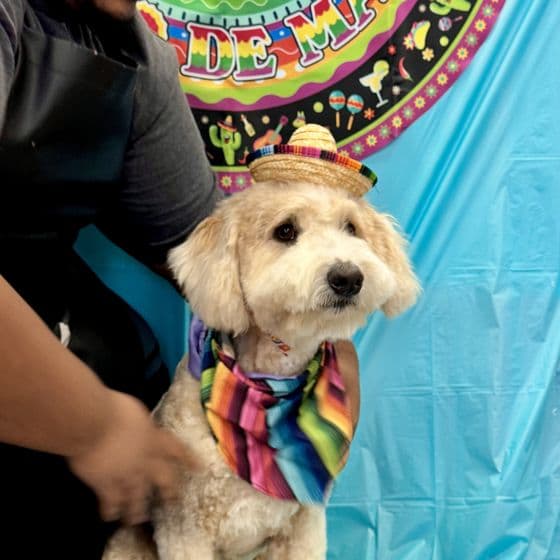 A small cream dog in a sombrero and striped serape, posed for a fiesta photo at Pampered Puppies.