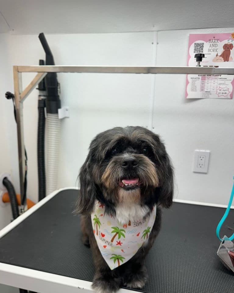A black and tan shih tzu in a palm-tree bandana sitting on the grooming table at Bark and Bork.