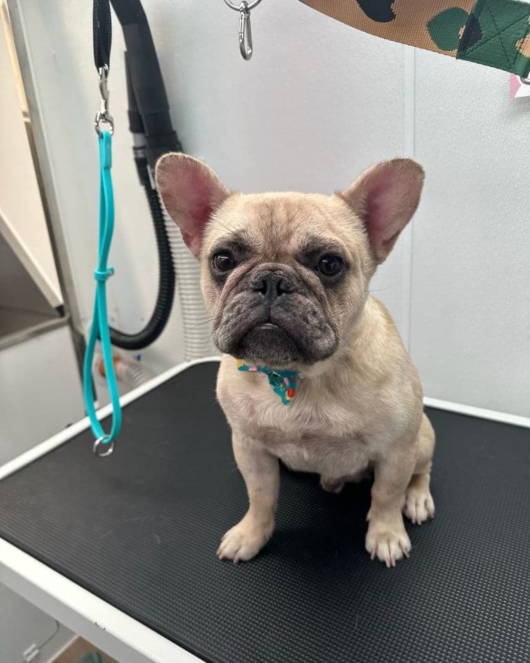 A cream French bulldog on the grooming table at Bark and Bork.