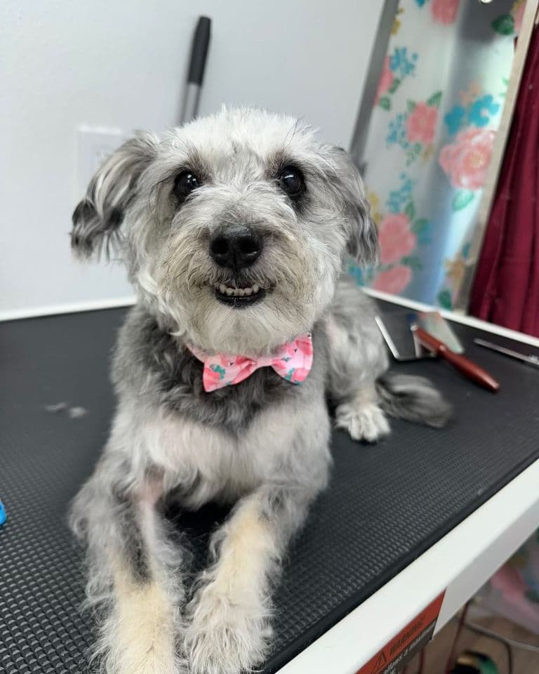 A small grey terrier mix with a pink bow tie, just groomed, lying on the table at Bark and Bork.