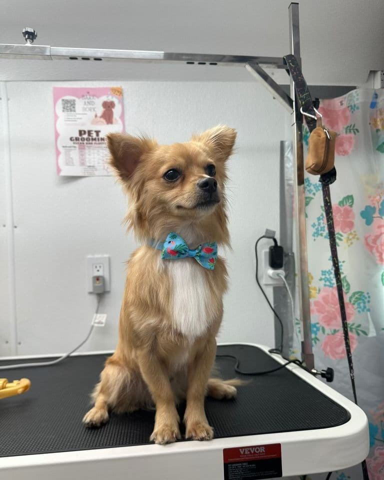A long-haired tan chihuahua in a blue bow tie sitting on the grooming table at Bark and Bork.