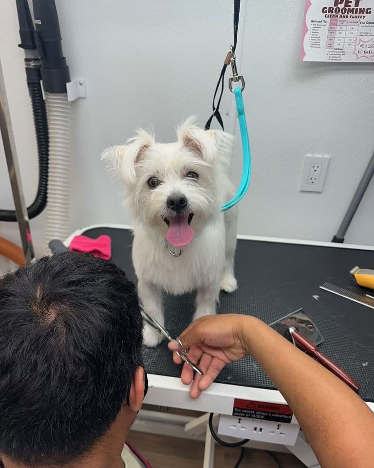 A groomer at Bark and Bork finishing a small white dog with scissors; the dog is looking at the camera with its tongue out.