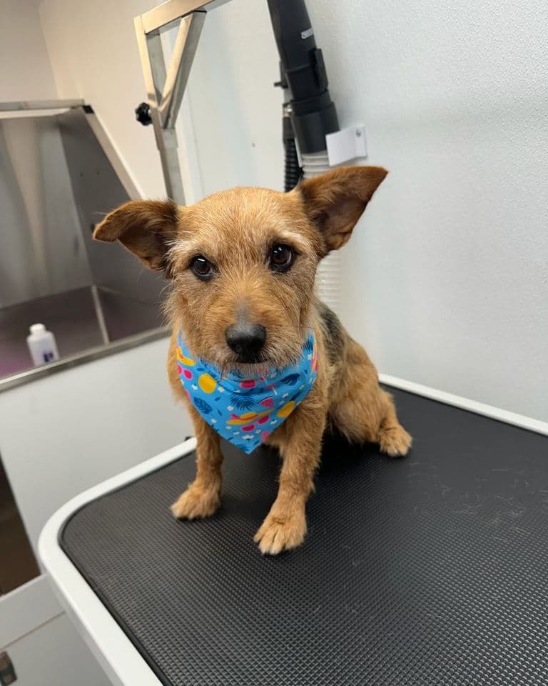 A tan terrier in a bright bandana sitting on the grooming table at Bark and Bork.