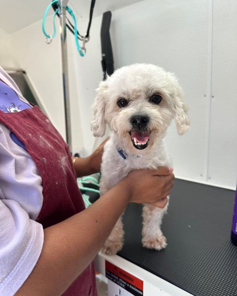 A groomer's hands steadying a fluffy white dog on the table at Bark and Bork; the dog is mid-smile.