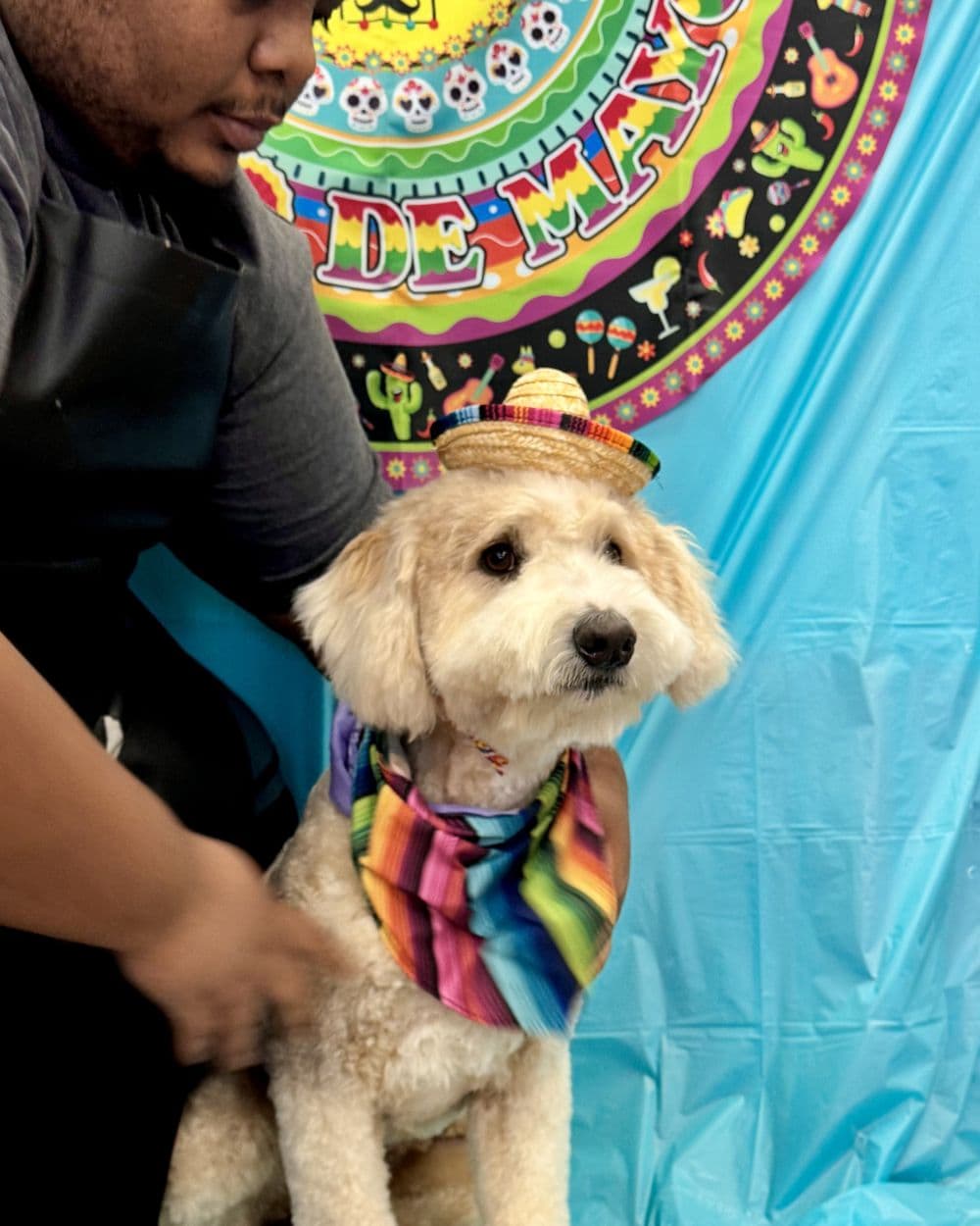 A small cream dog in a sombrero and striped serape, posed for a fiesta photo at Pampered Puppies.